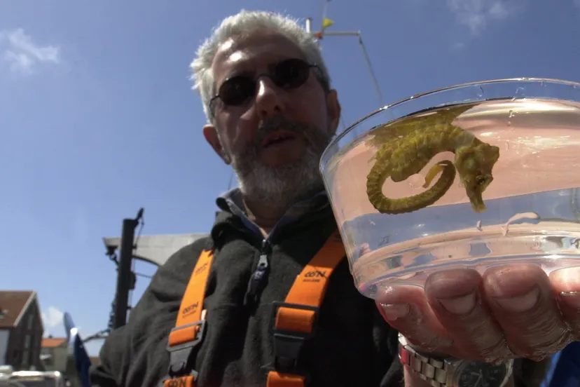 ewt59ped2mqtphuka79pdox5g vangst zeepaardje in noordzee