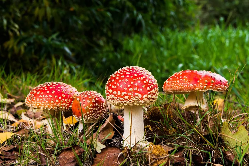 fly agaric 516281 1280