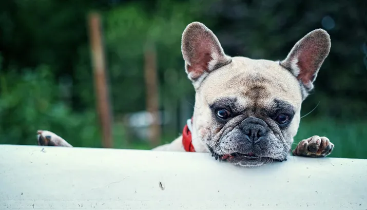 french bulldog 1482614 960 720 pixabay
