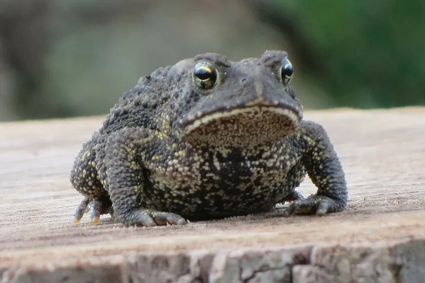 frog 184330 1280 pixabay