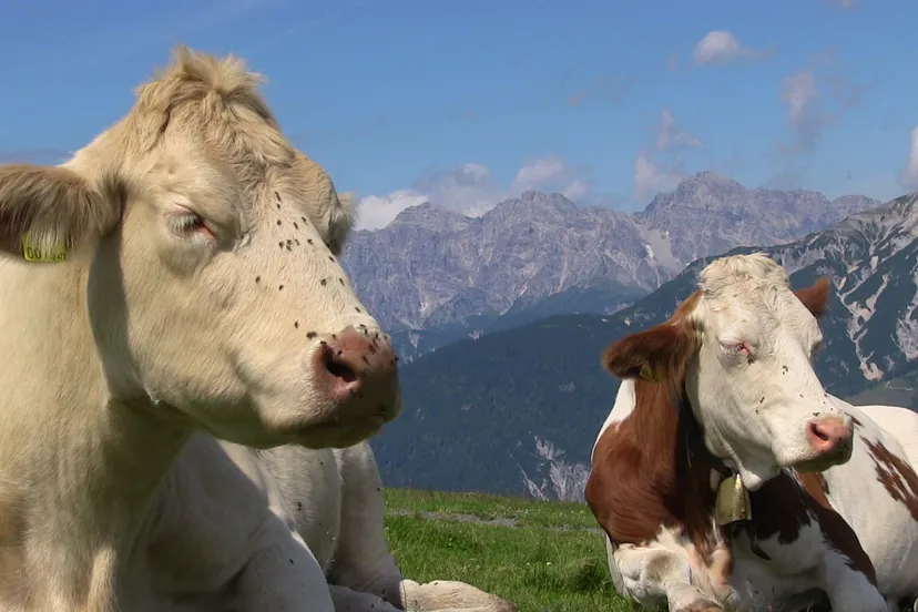 fsox8ci0c96qhkrq8rmdvr2yy img0214 2