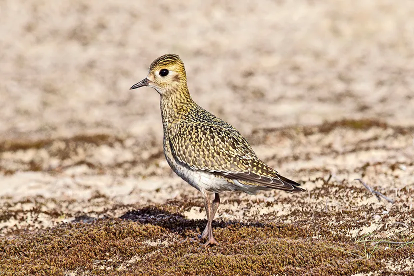 goudplevier coepelduynen katwijk rene van rossum 1 1
