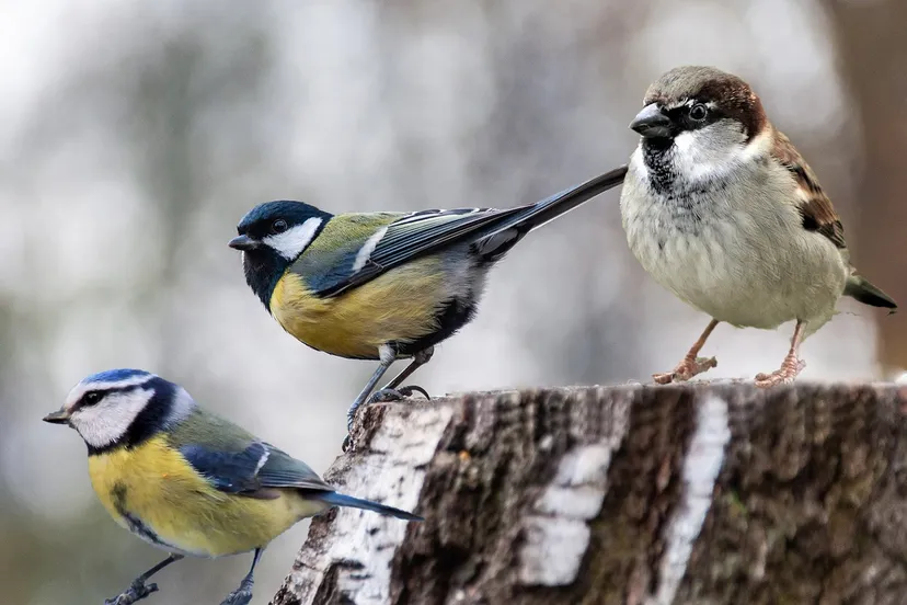 great tit 7621242 1920 pix drie