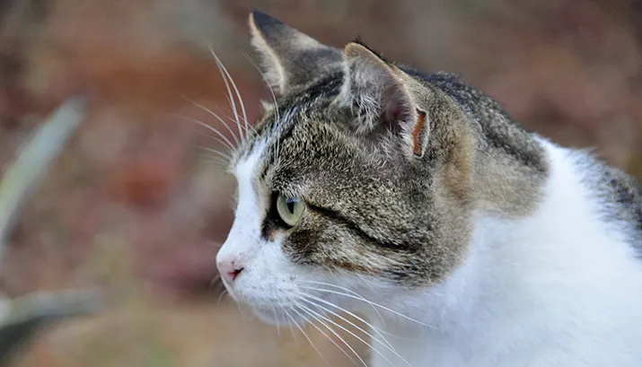 greek 169237 1920 pixabay