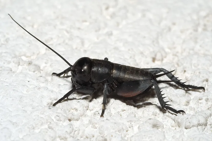 gryllus campestris nymph02