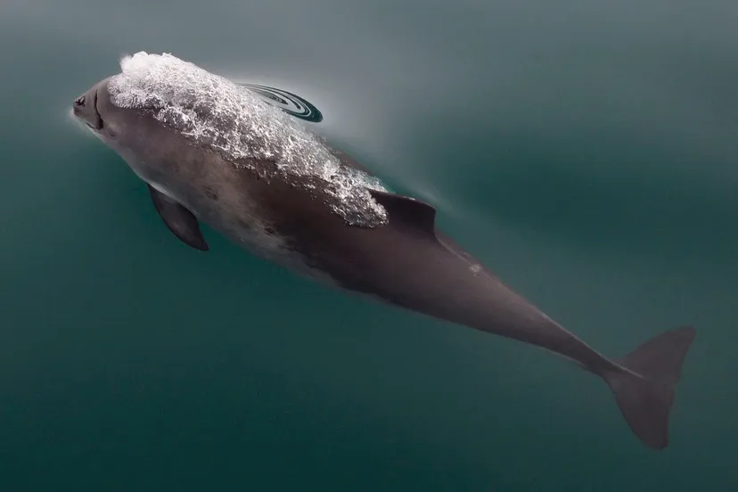 harbor porpoise 752591 1280 pixabay