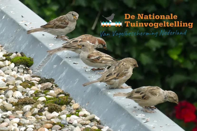 house sparrow 4401450 1920 kopieren