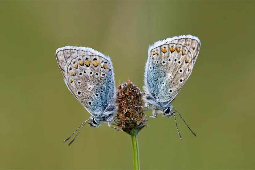 icarusblauwtjes ronald van wijk banner