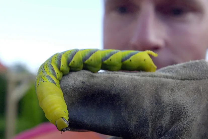 ix30210p4hi814w3duvph12nm wfapix 3