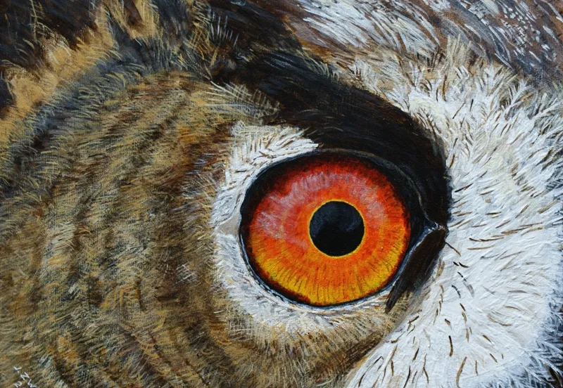 jaap zwaan het oog wil ook wat