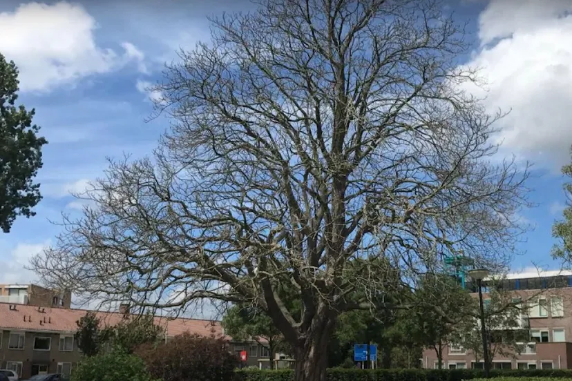 kastanjeboom ijmond nieuws