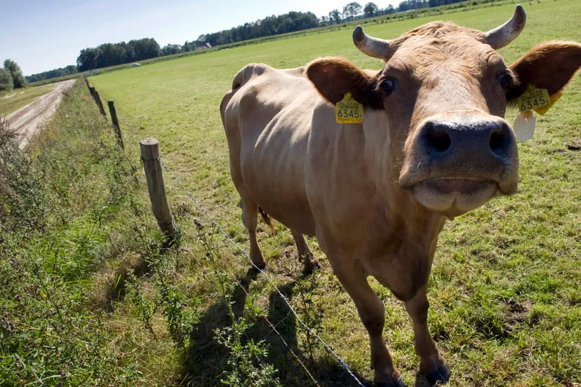 kq57vpdz4pmc3u4jtdid6r6om stier