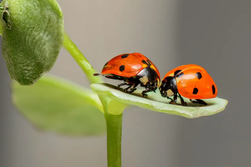 ladybugs 1593406 1920