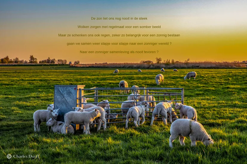 lammeren zonsopkomst tekst