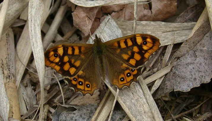 lasiommata megera 1341697 1920 banner pixabay