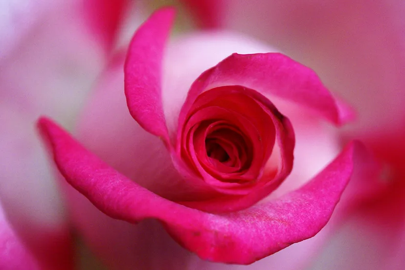 linda van lieshout rotating pink