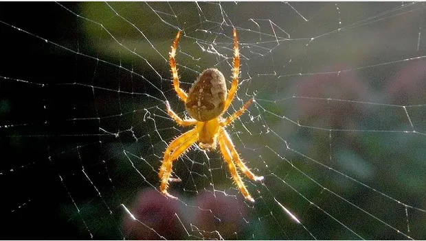 lzbwyfftf290vnxqpags6lop0 spin 1 2