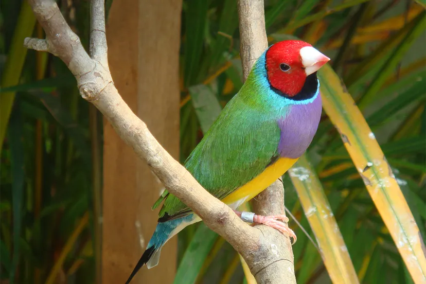 malegouldianfinch wiki leandro prudencio