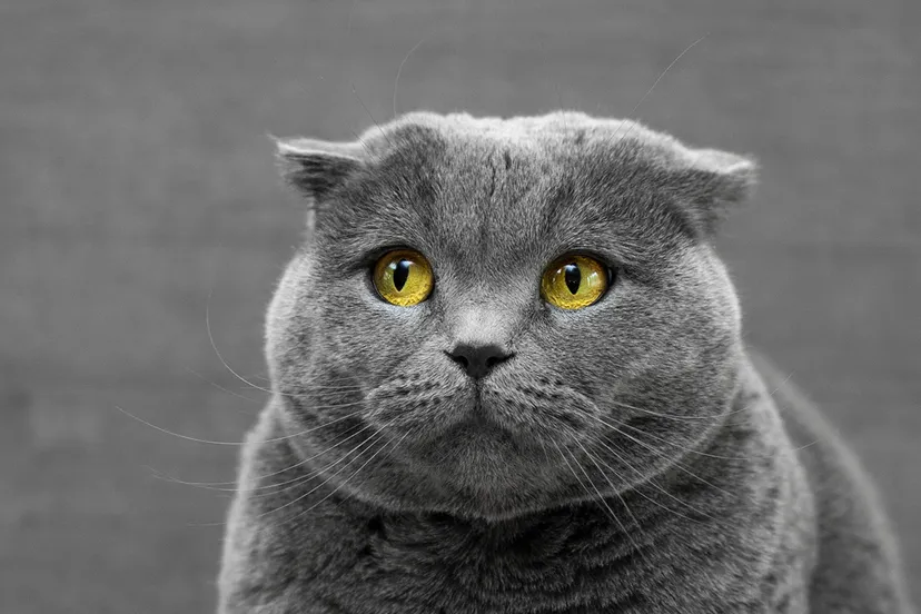 max baskakov ozaezpnslxk unsplash