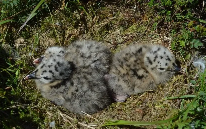 meeuwtjes 366366 960 720 915x518