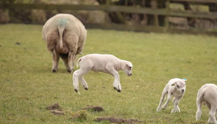 mh3rnllkgfrtp1llq77h6hc66 lammetje 2 715x408