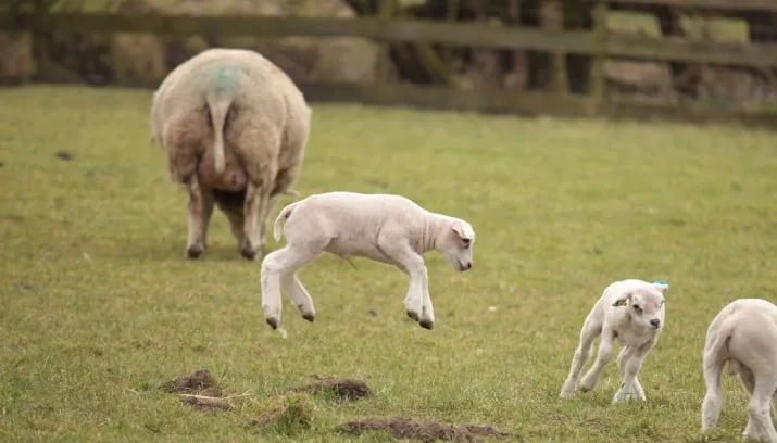 mh3rnllkgfrtp1llq77h6hc66 lammetje 2 715x408