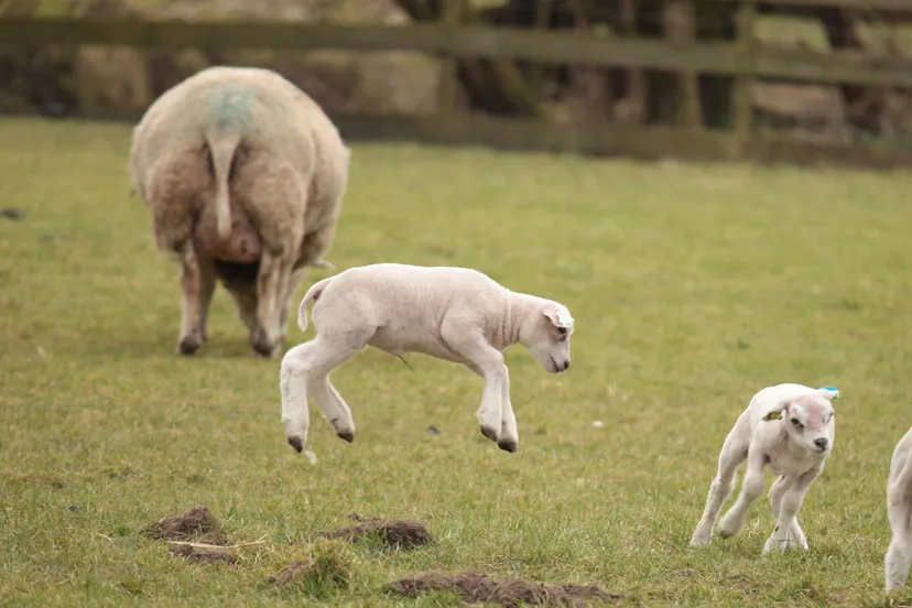 mh3rnllkgfrtp1llq77h6hc66 lammetje 2