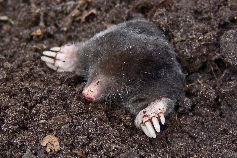 mole 13298 pixabay molsmall