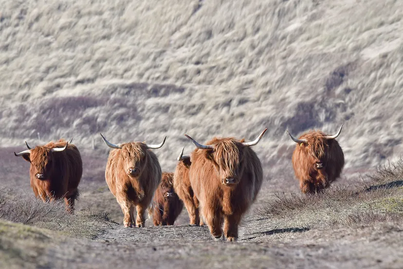 natuurbeleving komt je tegemoet