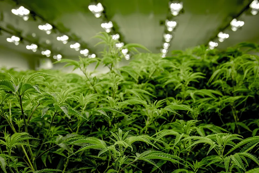 next green wave jpi6skrd rw unsplash 2