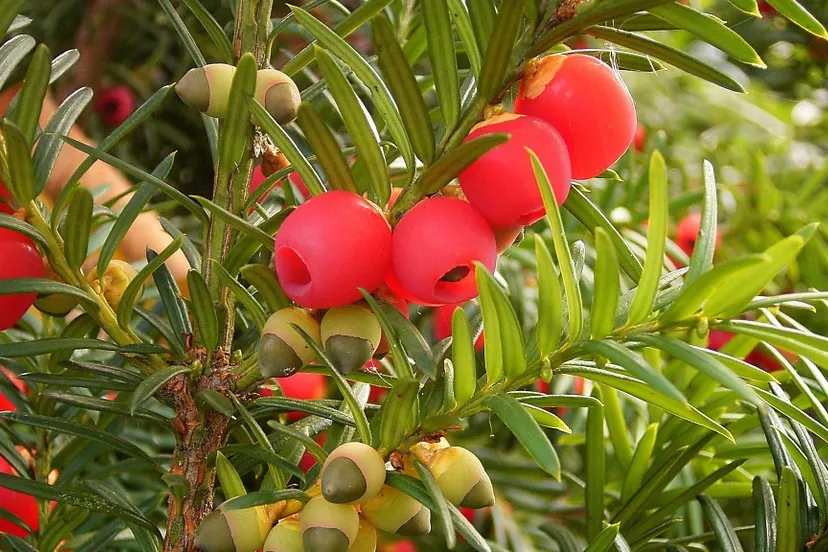 ofo96iwiq8vldcs84yabihd4u taxusbaccata02ies