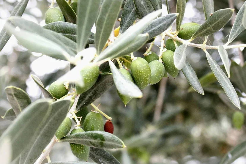 olives 401839 1920