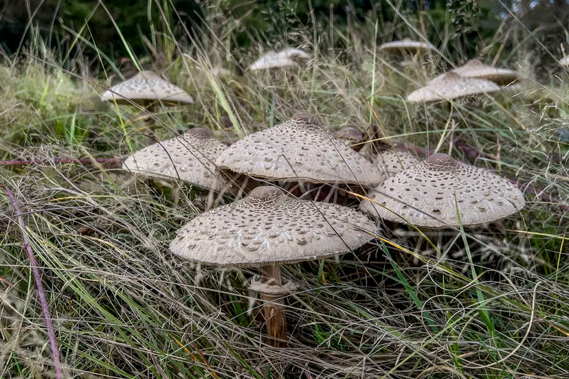 paddenstoelen serie