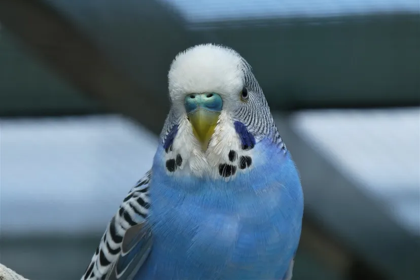 parakeet g146aa6151 1280