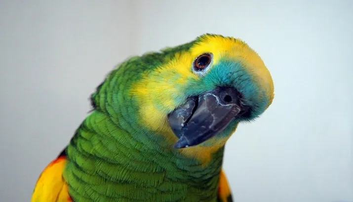 parrot 898125 1280 banner