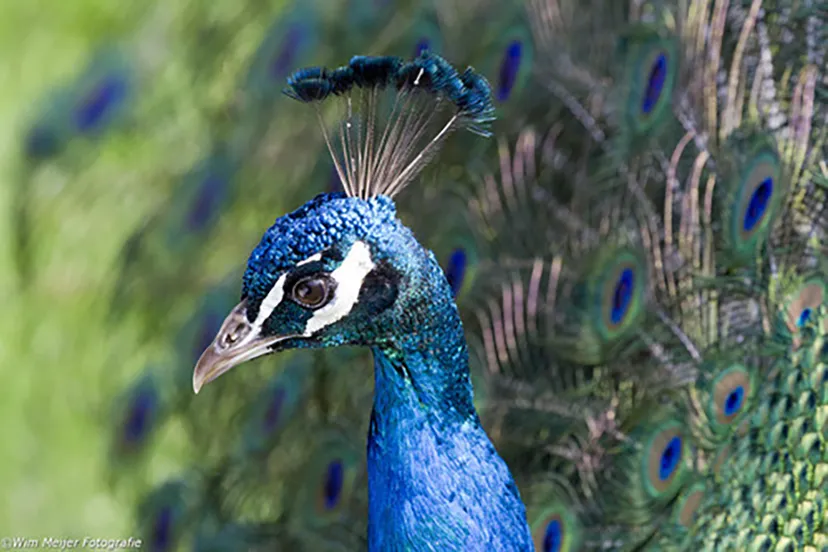 pauw wim meijer fotografie kopieren