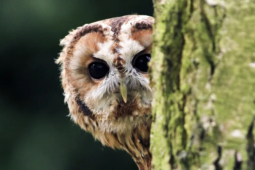 persbericht nme gekke dieren op kinderboerderij de baak