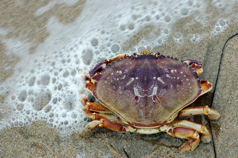 persbericht nme vissen recyclen speuren en knutselen op het strand van wijk aan zee