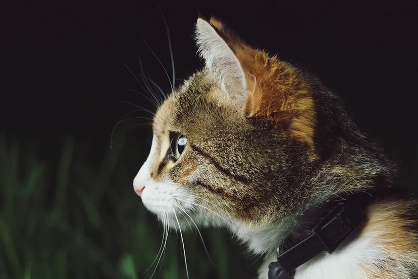 photo 1491833485966 73cfb9ccea53