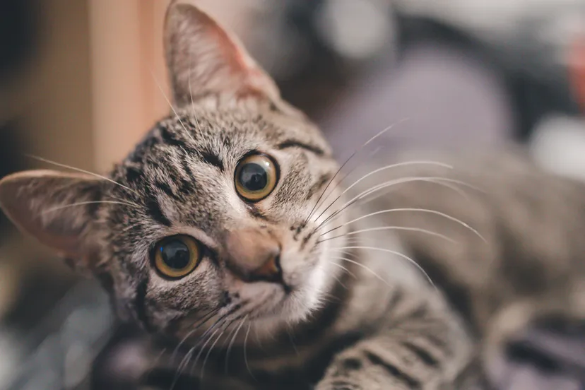 photo 1548681528 6a5c45b66b42