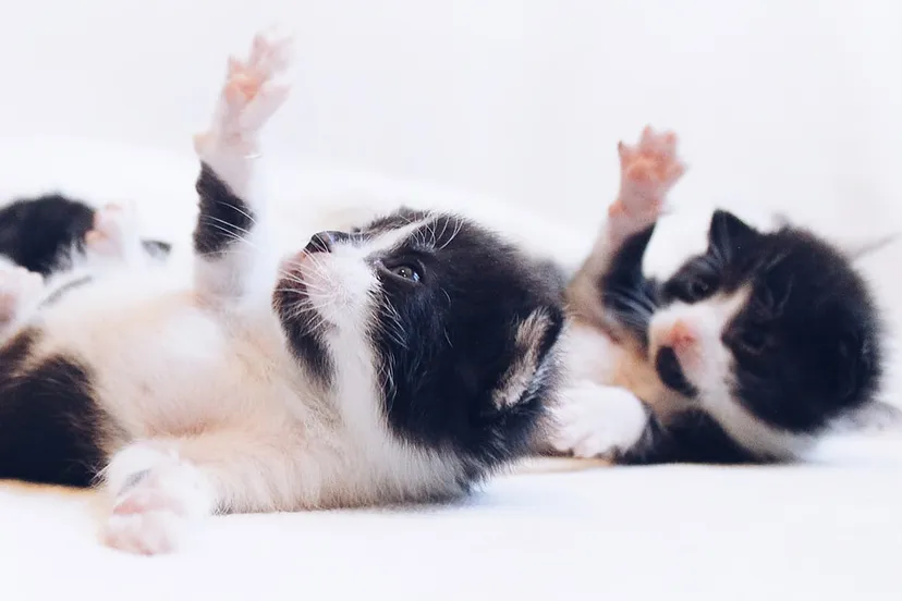 photo 1570117267971 85d1ec8ffb45