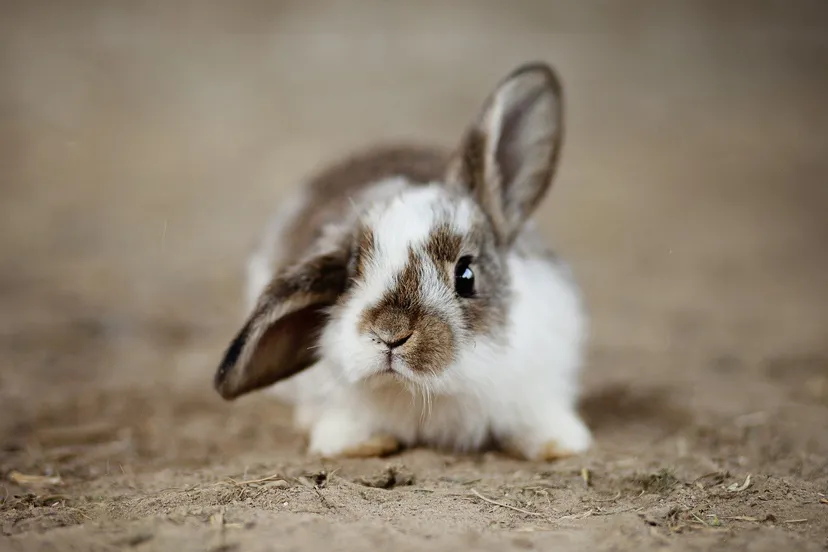 rabbits g71fb56bf5 1920