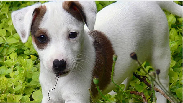 rbrwg4v7j22f4iji0eeblsyko wikimediajackrussellpuppy