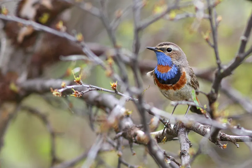 red spotted bluethroat luscinia svecica 02