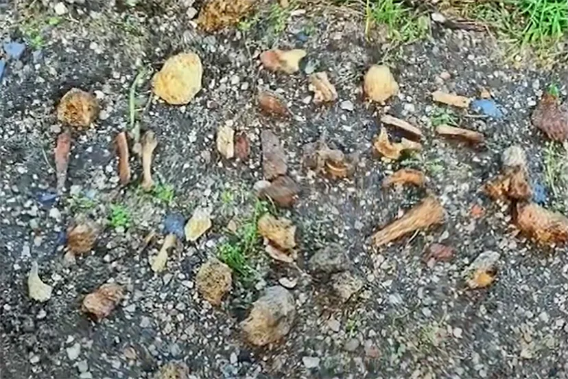 resten ijmond nieuws