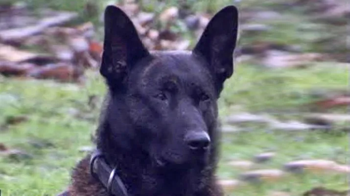 rival politie ijmond