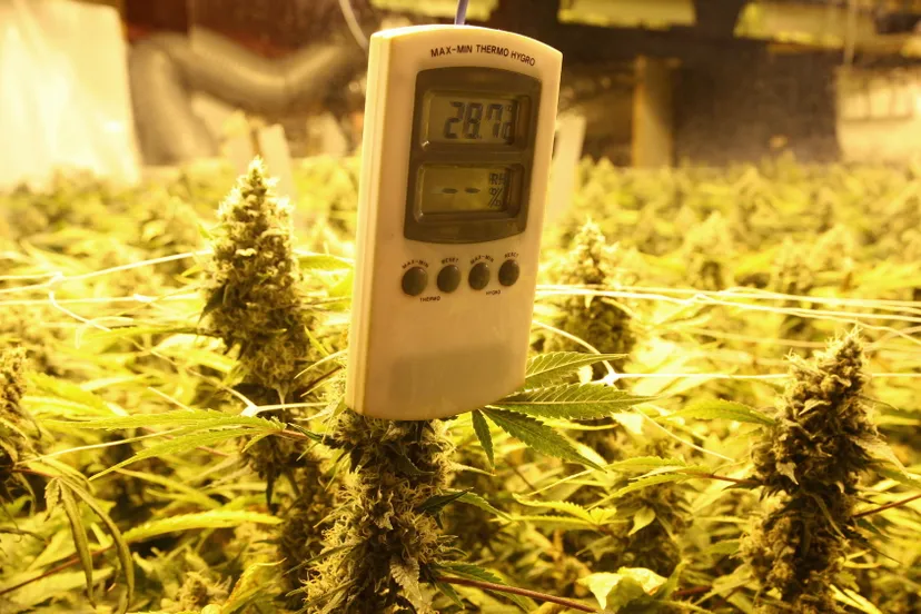 rmvvwjexojczhauqbt33mztwn wietplantage