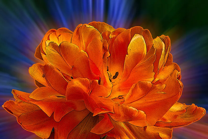 rodetulpnelvanmeurs banner