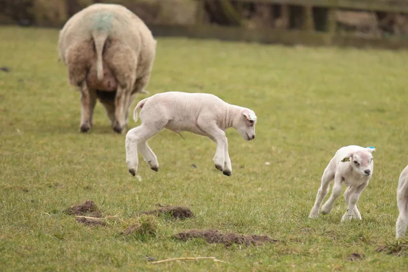 roz10ok72e1w2b1rsg17bypvb lammetje