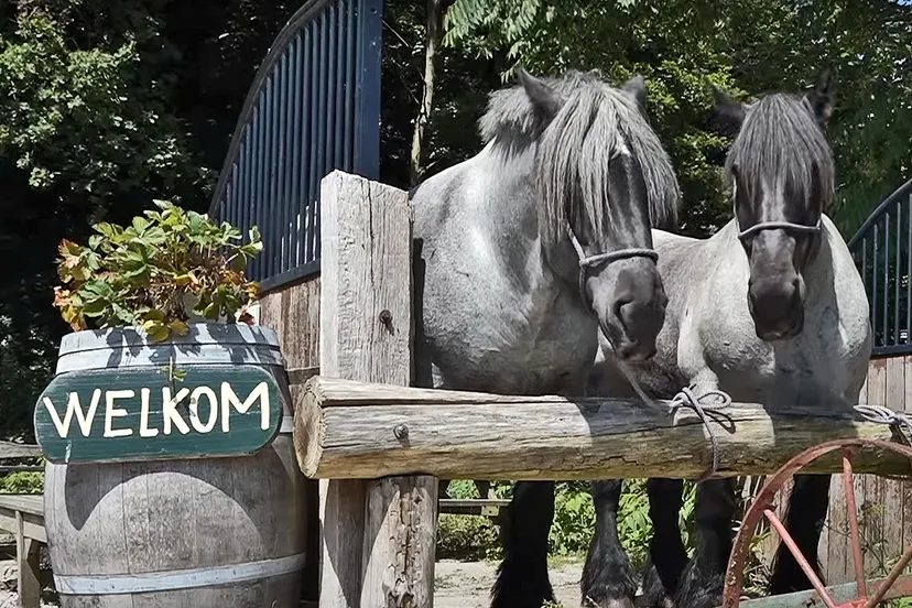 rtv heemskerk paarden